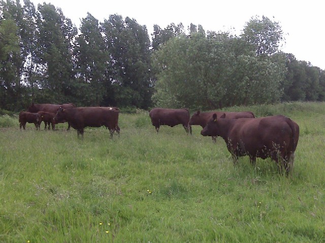 image of Sussex cattle